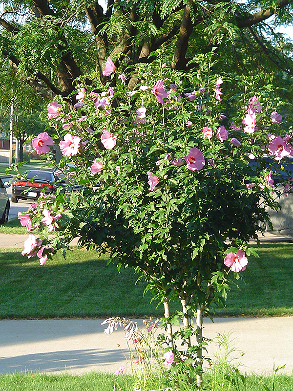 Aphrodite Rose of Sharon