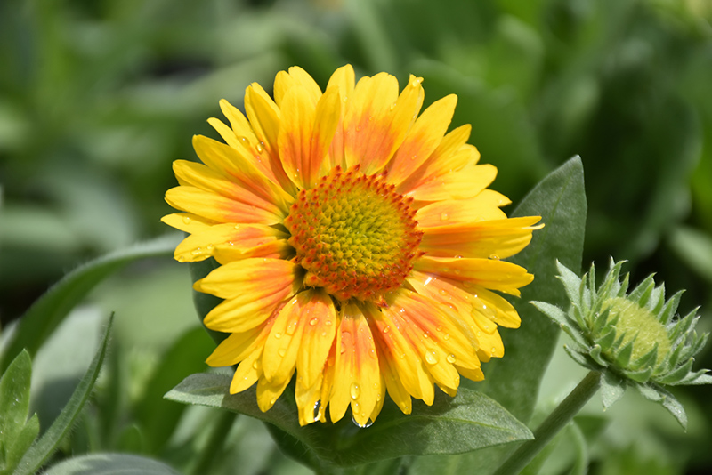 Arizona Apricot Blanket Flower