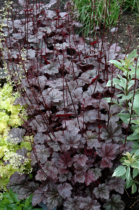 Plum Pudding Coral Bells