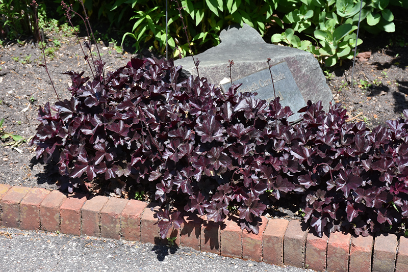 Obsidian Coral Bells