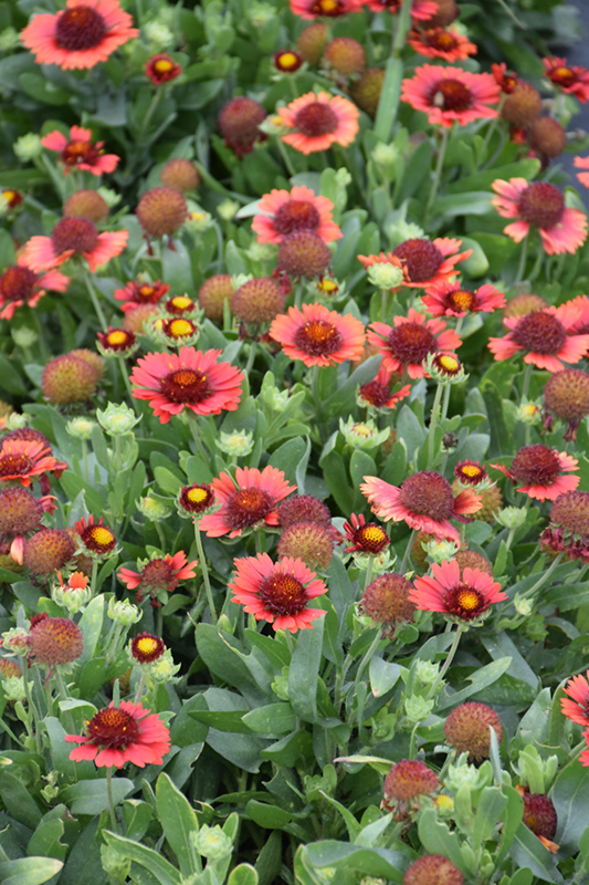 Weston Nurseries Spintop Red Blanket Flower