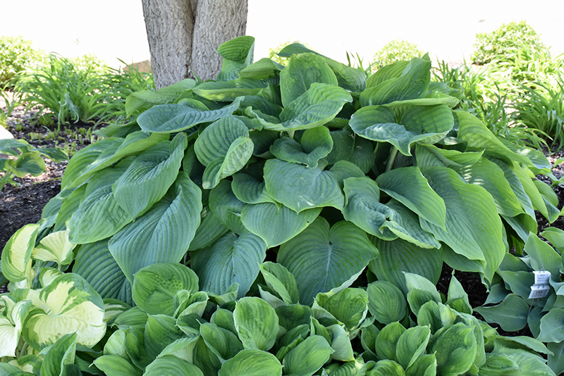 Komodo Dragon Hosta