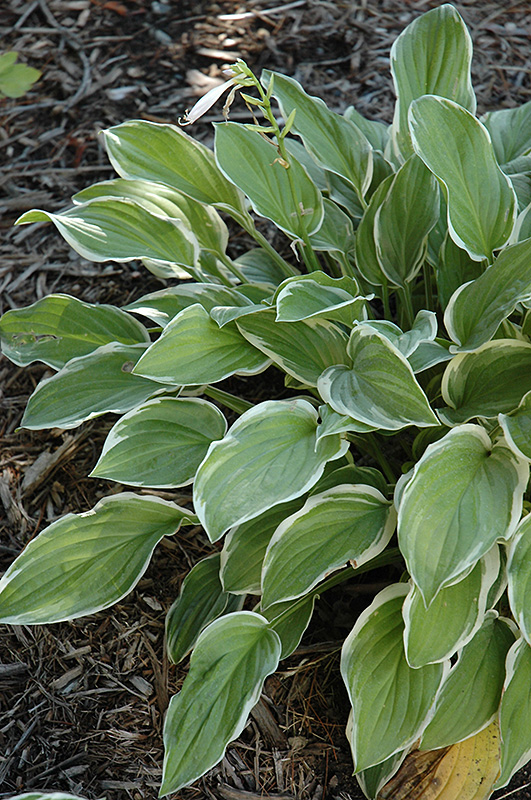 So Sweet Hosta