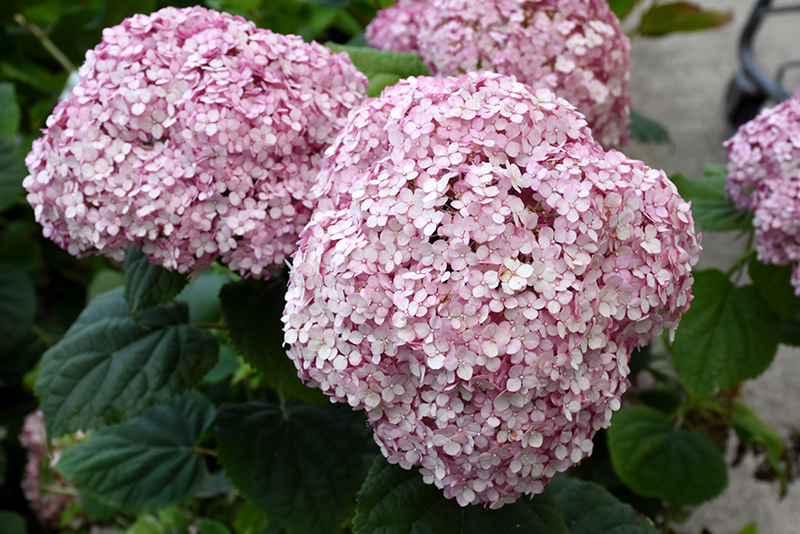 Invincibelle&reg; Spirit II Smooth Hydrangea