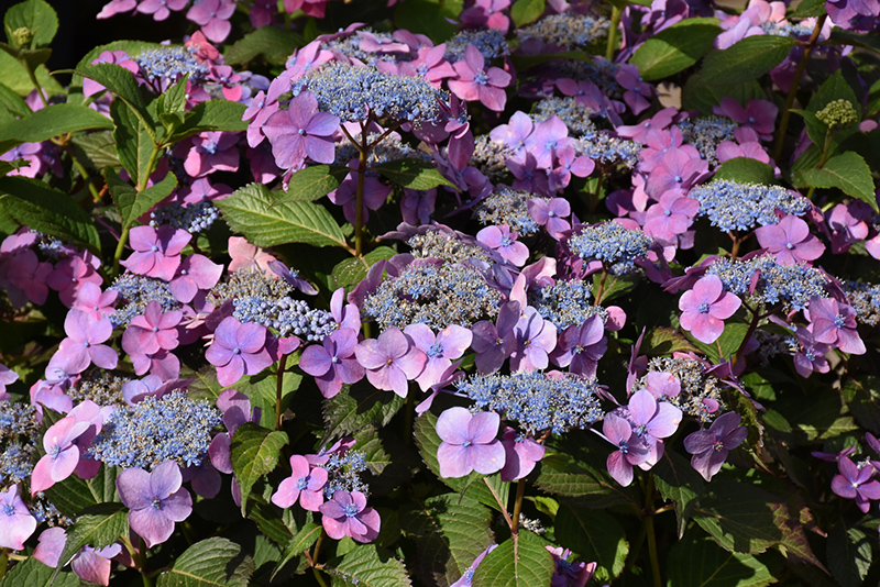 Seaside Serenade&reg; Outer Banks Hydrangea