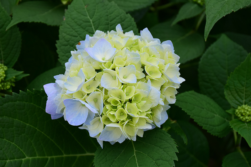 Nantucket Blue Hydrangea