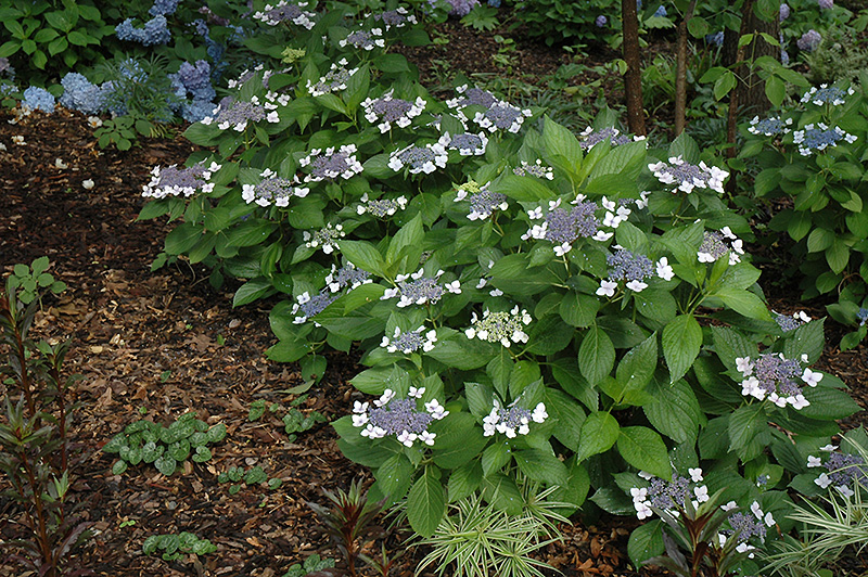 Twist-n-Shout&reg; Hydrangea