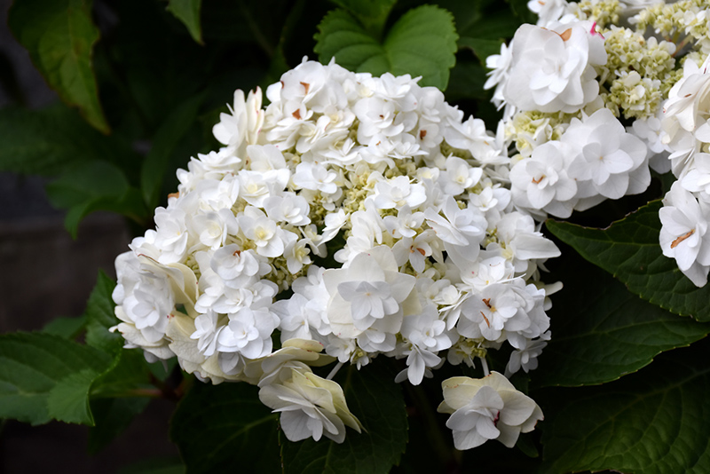 Wedding Gown Hydrangea