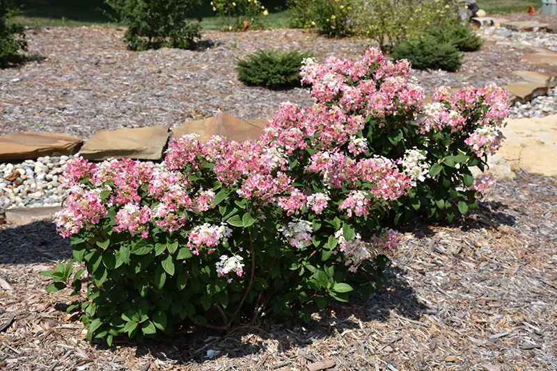 Little Quick Fire&reg; Hydrangea (tree form)