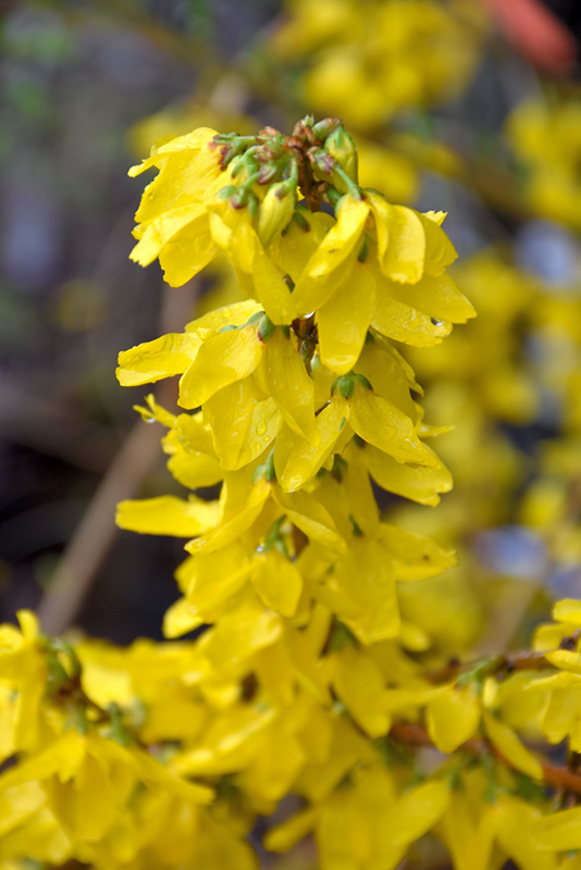 Magical&reg; Gold Forsythia