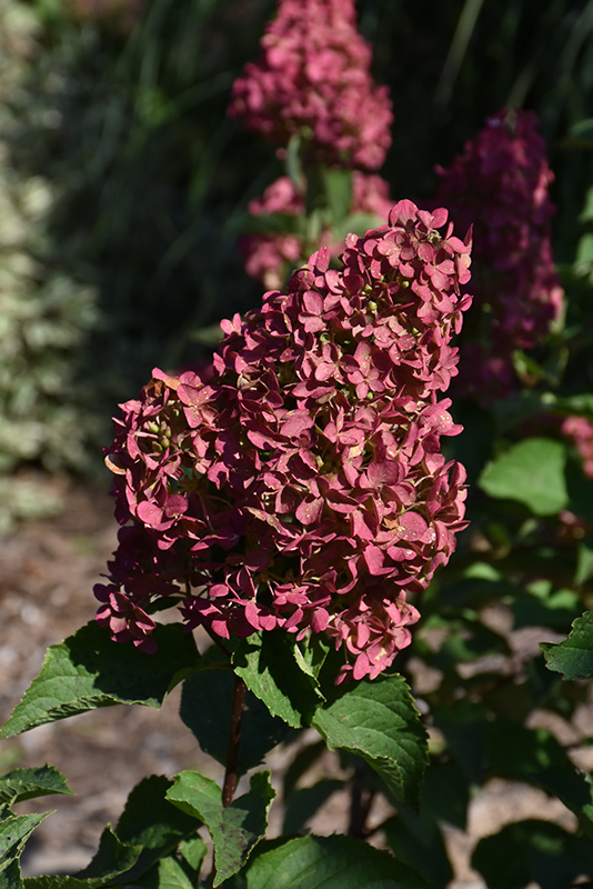 Berry White&reg; Hydrangea