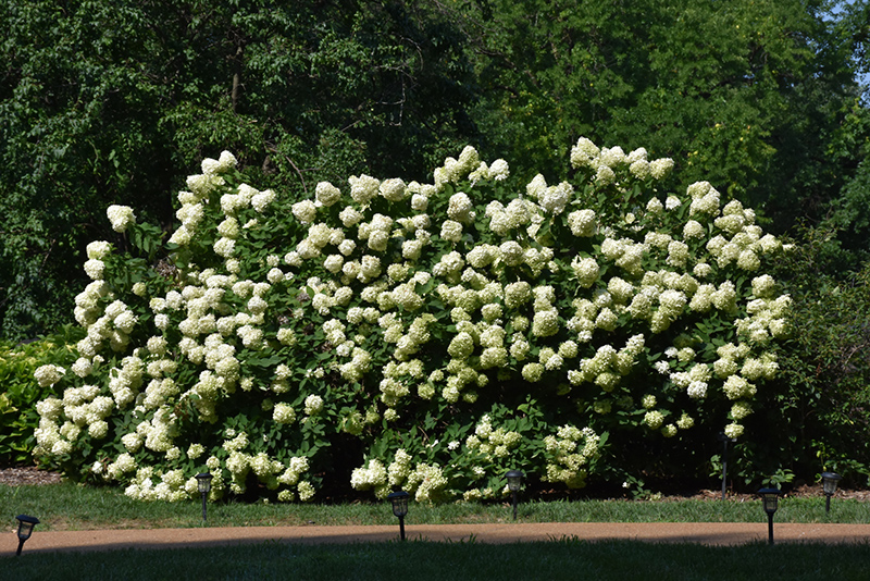 Limelight Hydrangea