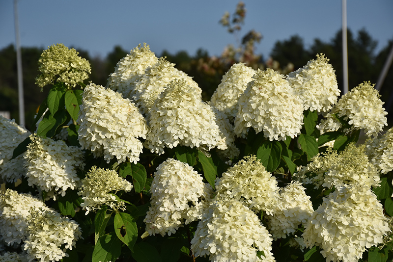 Limelight Hydrangea