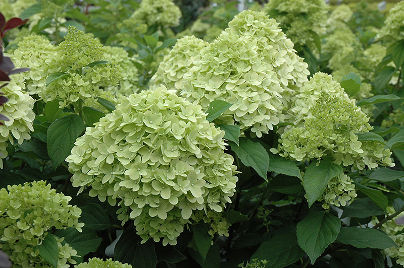 Limelight Prime&reg; Hydrangea