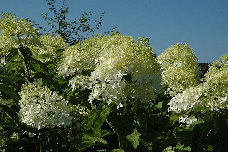 Phantom Hydrangea