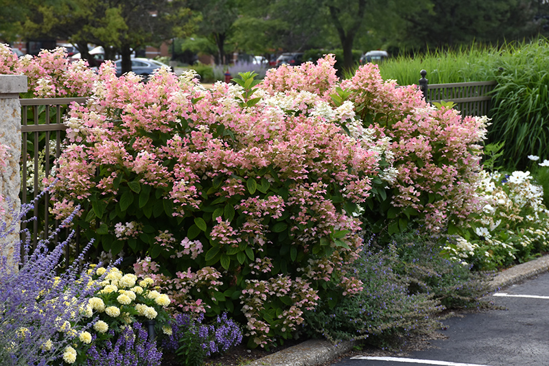 Quick Fire&reg; Hydrangea