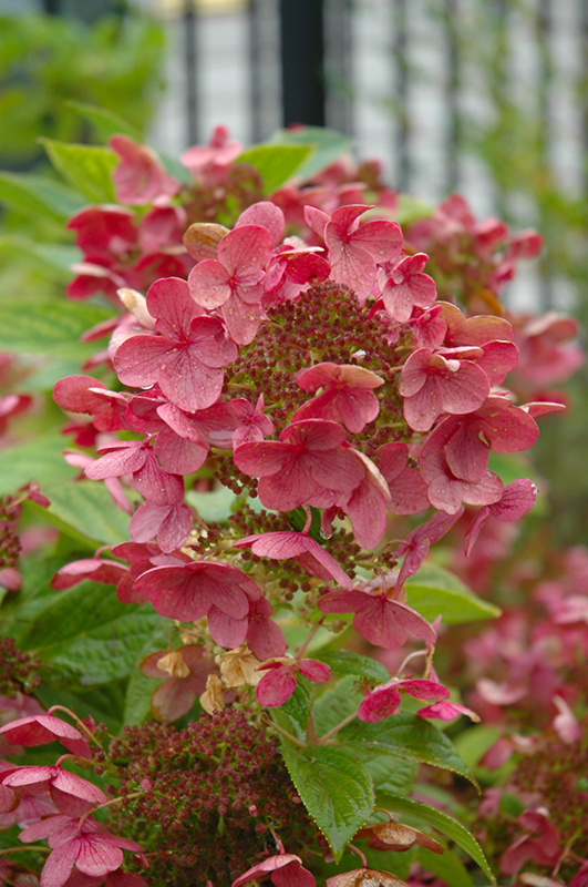 Quick Fire&reg; Hydrangea