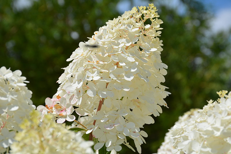 Vanilla Strawberry&trade; Hydrangea