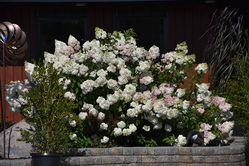 Vanilla Strawberry&trade; Hydrangea