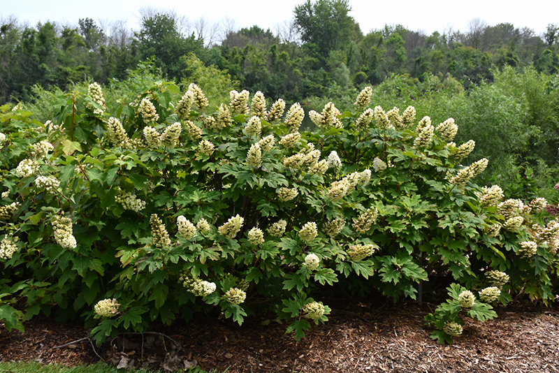 Gatsby Gal&reg; Hydrangea