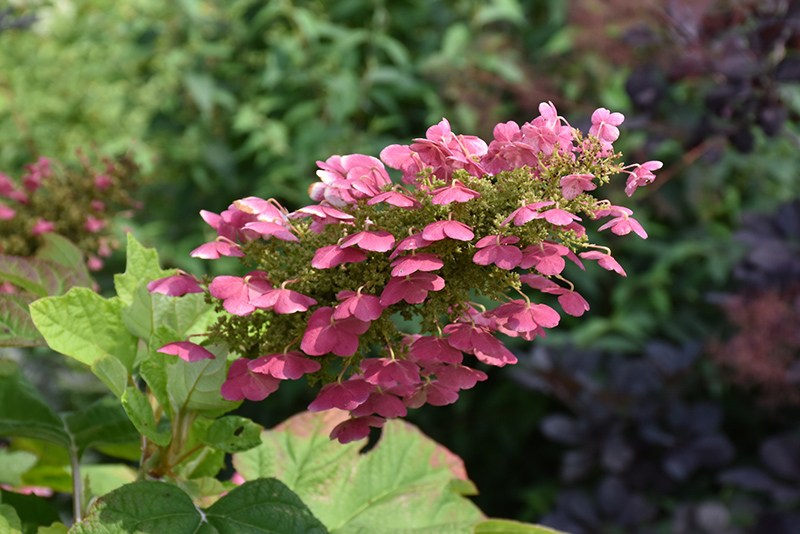 Gatsby Gal&reg; Hydrangea