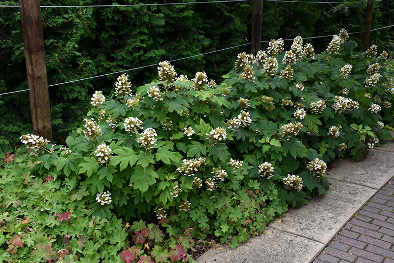 Sikes Dwarf Hydrangea