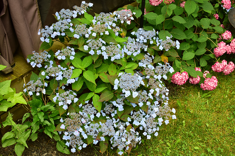 Tiny Tuff Stuff&trade; Hydrangea