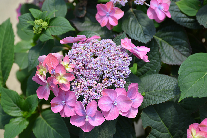 Weston Nurseries - Tuff Stuff™ Hydrangea