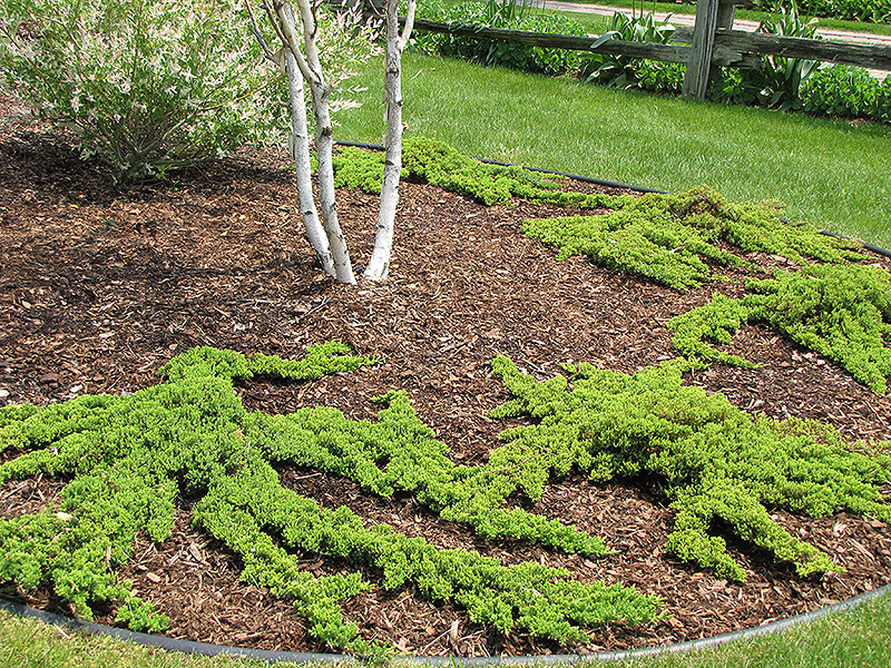 Dwarf Japgarden Juniper