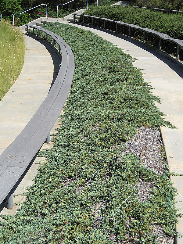 Blue Carpet Juniper