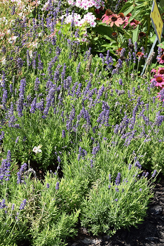 Weston Nurseries Blue Spear Lavender 0618