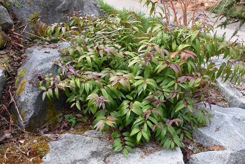 Coast Fetterbush