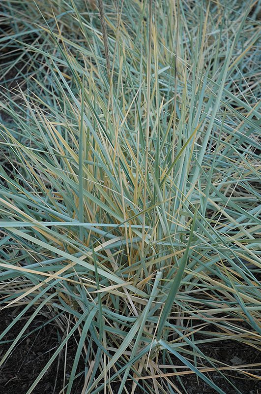 Blue Dune Lyme Grass