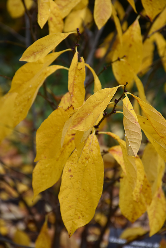 Spicebush