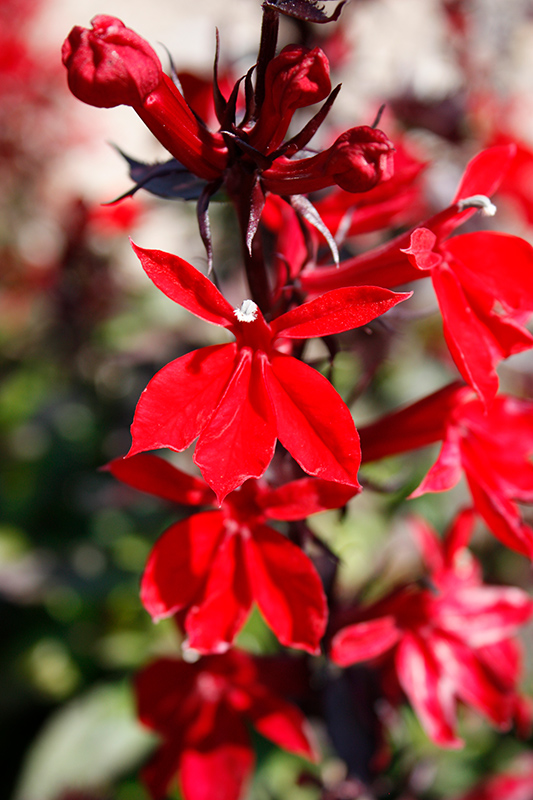 Starship&trade; Scarlet Lobelia