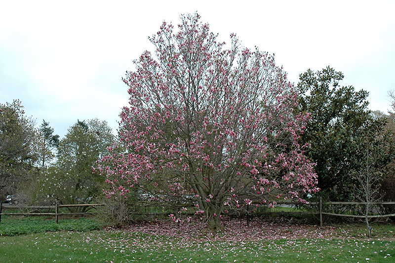 Galaxy Magnolia