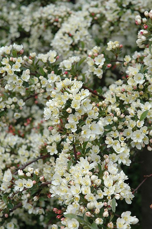 Tina Flowering Crab