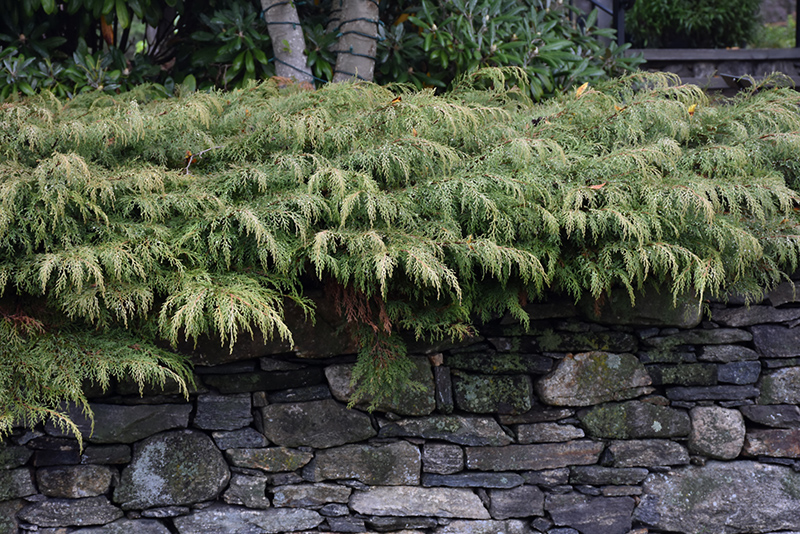 Russian Cypress