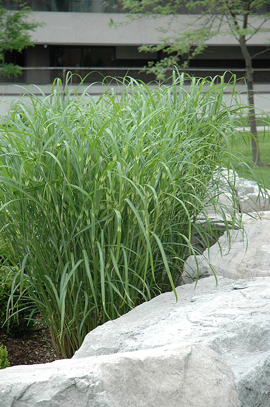 Zebra Grass