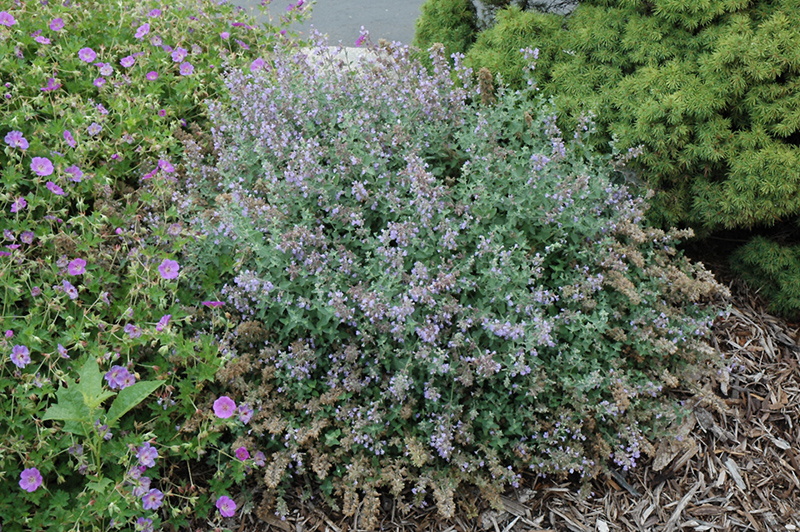 Cat\'s Meow Catmint