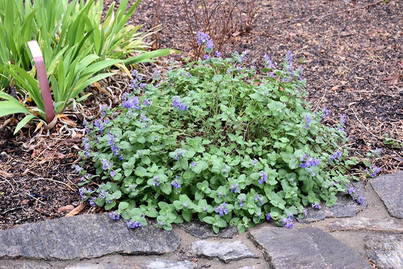 Early Bird Catmint