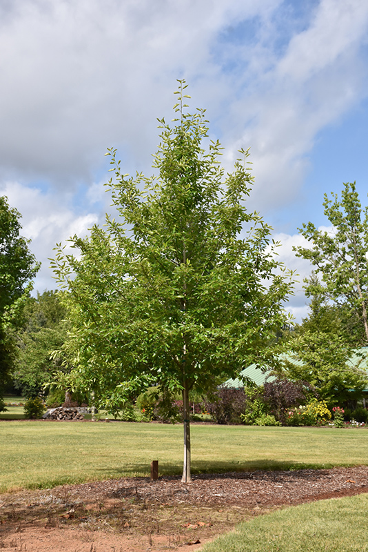 weston-nurseries-tupelo-tower-black-gum