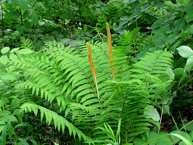 Weston Nurseries Cinnamon Fern