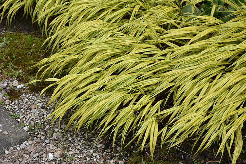 Golden Variegated Hakone Grass
